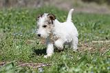 FOX TERRIER 325